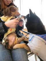 ゴマくん＆モカくん　T