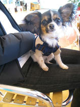 プッチちゃん　T