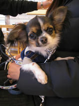 プッチちゃん　T