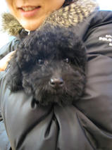 新（シン）くん　T