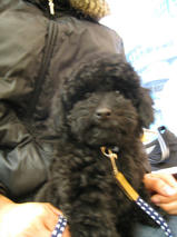 新（シン）くん　T