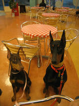 カーネリアンちゃん＆アルクウェードくん＆フィルちゃん　T