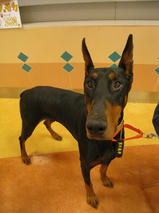 カーネリアンちゃん＆アルクウェードくん＆フィルちゃん　T