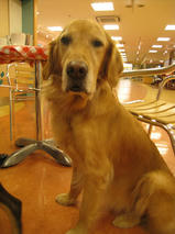 カーネリアンちゃん＆アルクウェードくん＆フィルちゃん　T