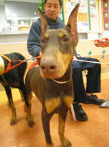 カーネリアンちゃん＆アルクウェードくん＆フィルちゃん　T