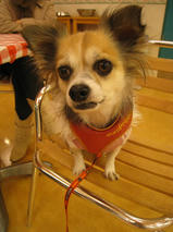 アッシュちゃん　T