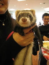 はぐはぐちゃん　T