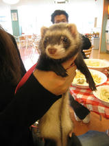 はぐはぐちゃん　T