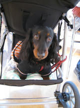 ももたんちゃん　Ｔ