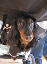 ももたんちゃん　Ｔ