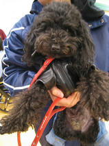 マックスくん＆アレックスくん　T