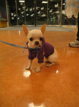 コタロウくん　T