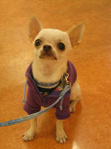 コタロウくん　T