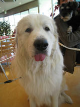 欧介くん＆修造くん　T