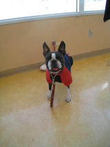 レディちゃん　T