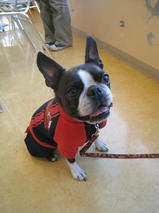 レディちゃん　T