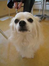 キルアちゃん　T