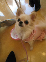 真珠（パール）ちゃん　T