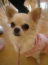 真珠（パール）ちゃん　T