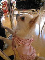 真珠（パール）ちゃん　T