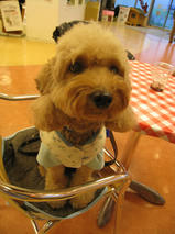 ケリーちゃん　T