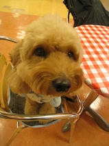 ケリーちゃん　T