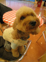 ケリーちゃん　T