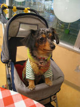 ペロちゃん＆チョコくん　T