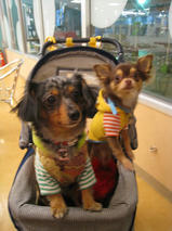 ペロちゃん＆チョコくん　T