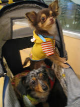 ペロちゃん＆チョコくん　T