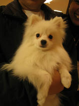 ポン太くん　Ｔ