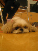 クッキーちゃん　T