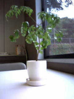 20090930131558.jpg