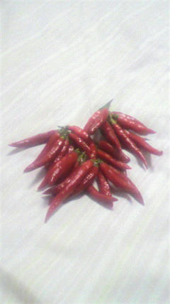 499cf013.jpg