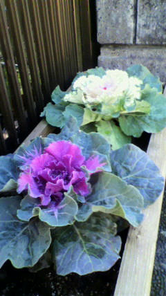 2010120212290000.jpg