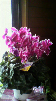 2010122111300001.jpg