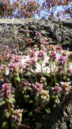 2011041010430001.jpg