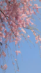NEC_0612.jpg