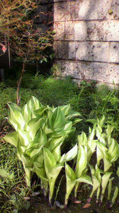 2011042816360000.jpg