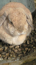 NEC_0660.jpg