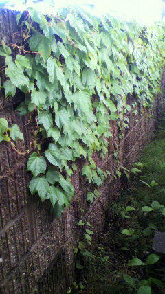 2011051206410000.jpg