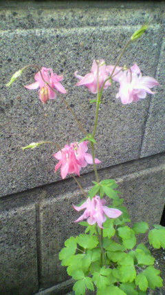 2011051918010000.jpg