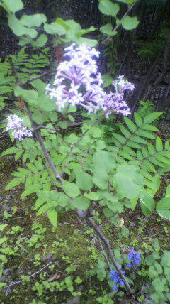 2011051916210000.jpg