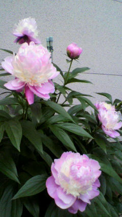 2011052017200000.jpg