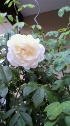 2011052316070000.jpg