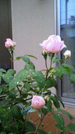 2011052316080000.jpg