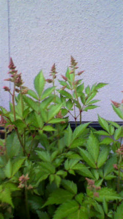 2011052017250000.jpg