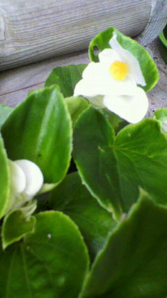2011061813250001.jpg