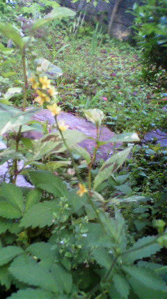 2011070818110000.jpg