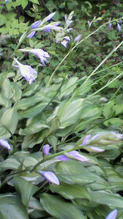 2011070818100000.jpg